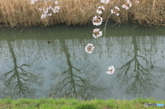 桜　御用水　２