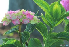 紫陽花の季節 