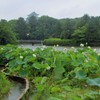 雨。ハス、名城