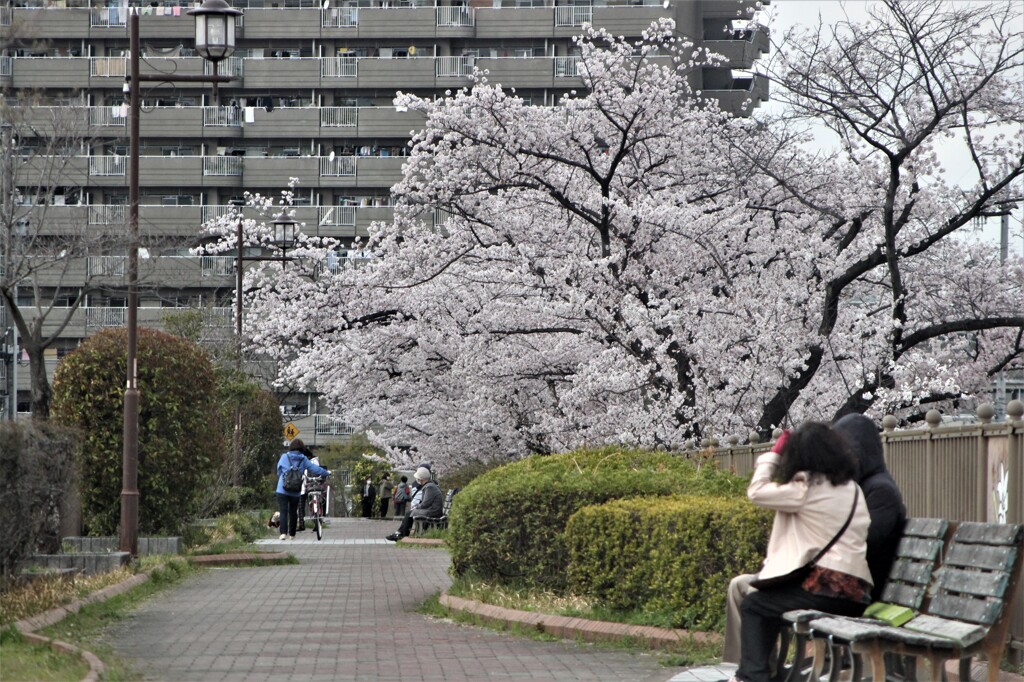 町の桜