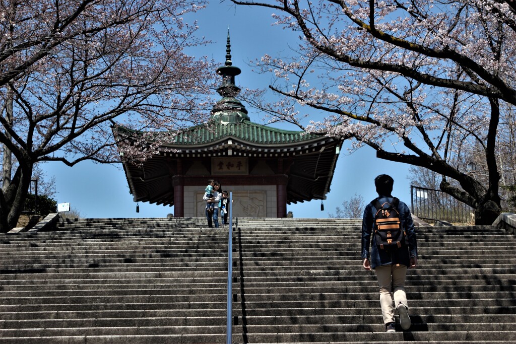 桜咲く