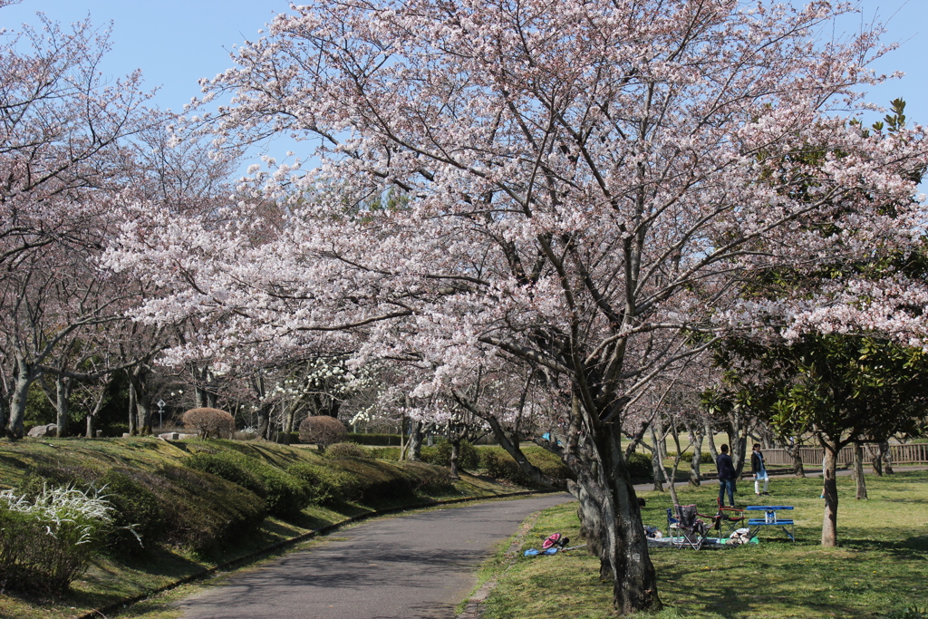 季節は桜