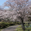 季節は桜