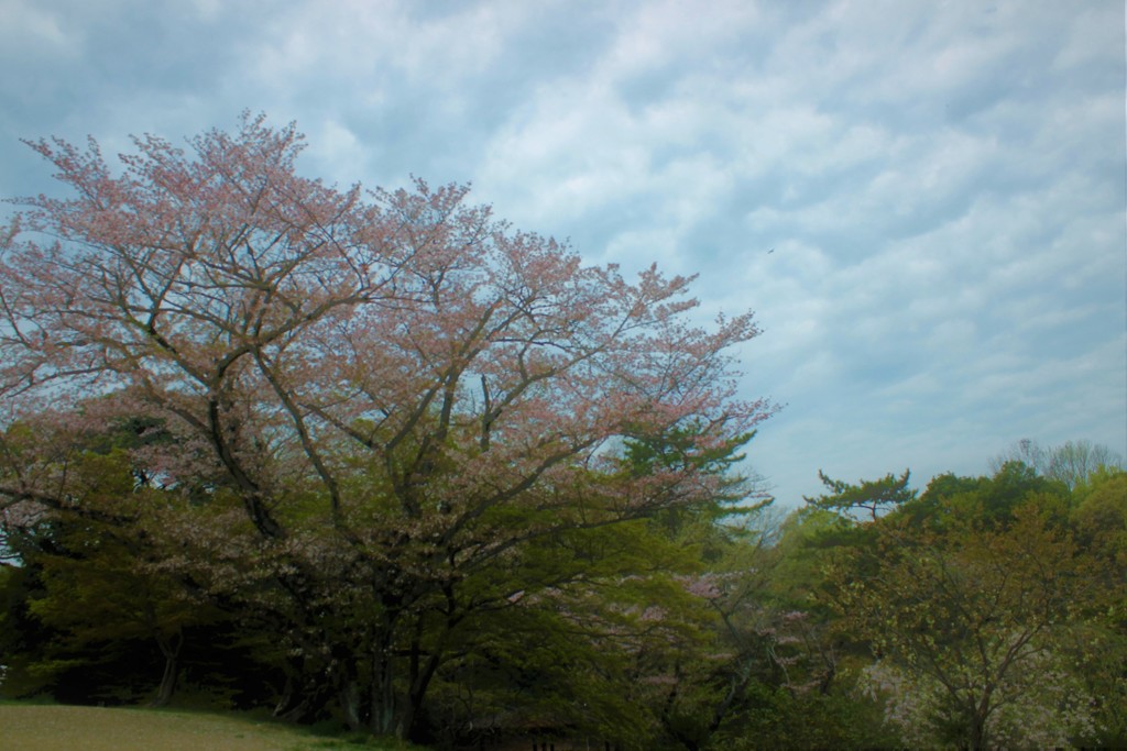 季節は春