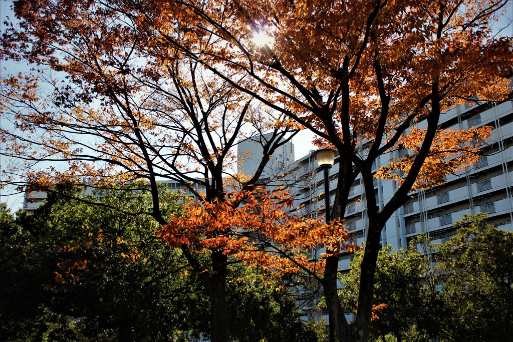 散歩道　＃２