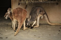 カンガルー