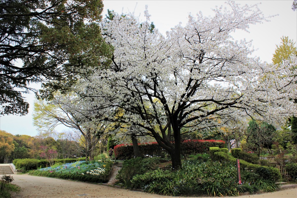 名城公園　桜 