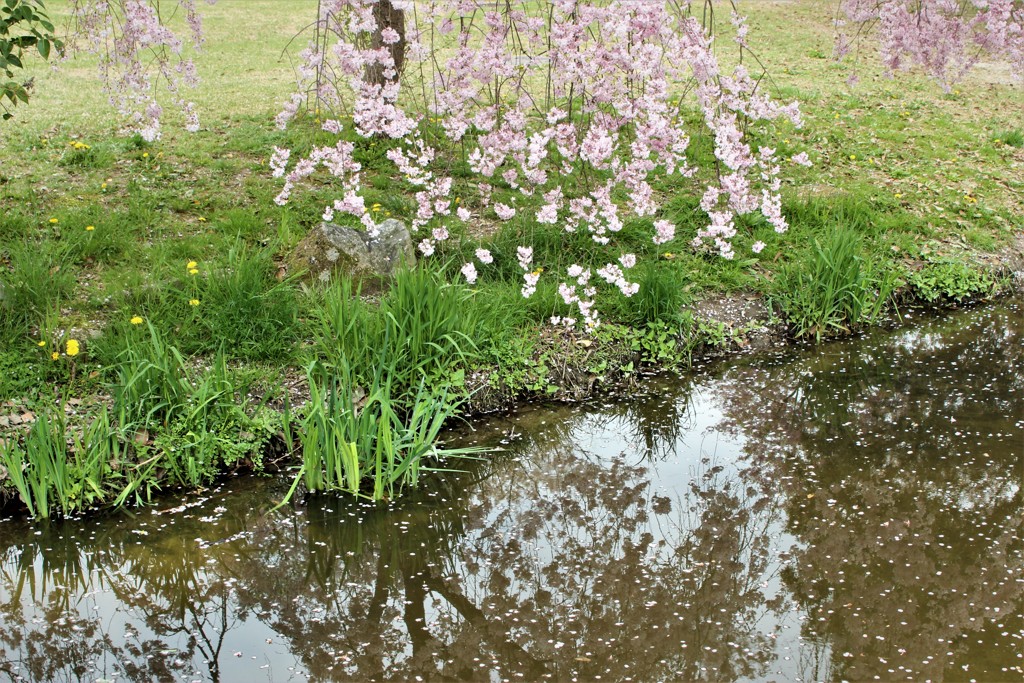 川辺に咲く