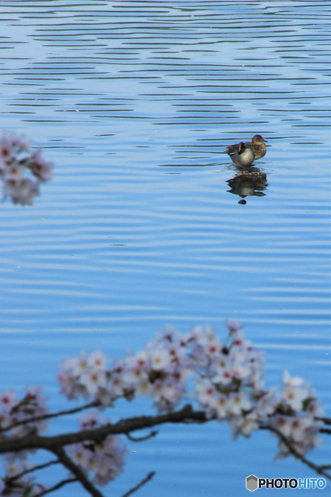 水鳥 