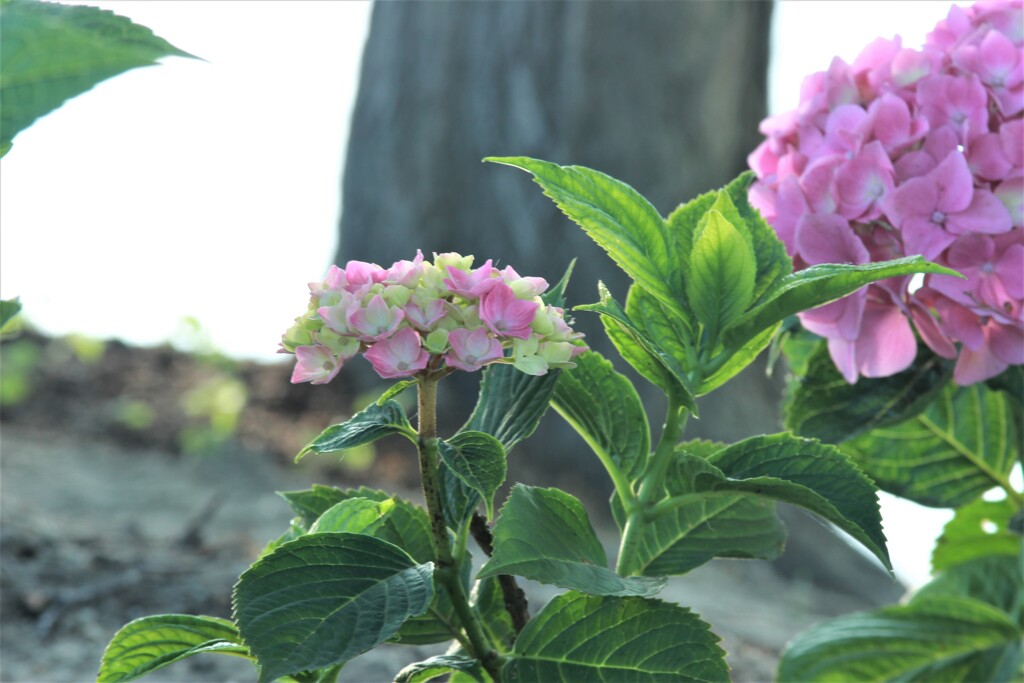 季節の花