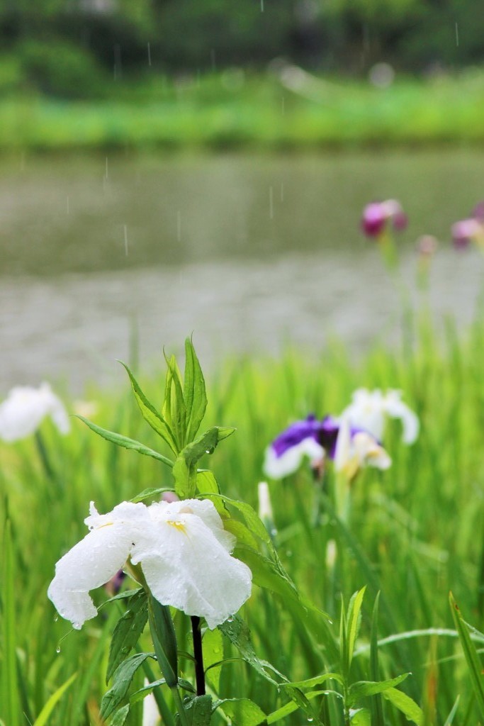 雨、はす