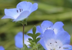 花の季節　ネモフィラ