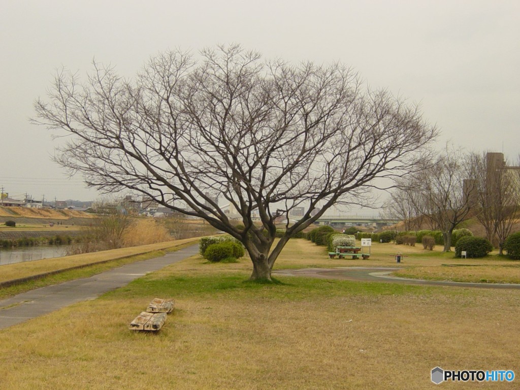 矢田川風景11