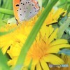 ベニシジミ