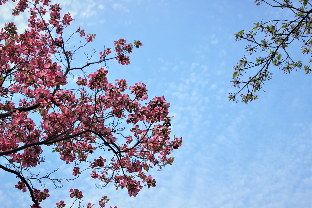 桜散りハナミズキ
