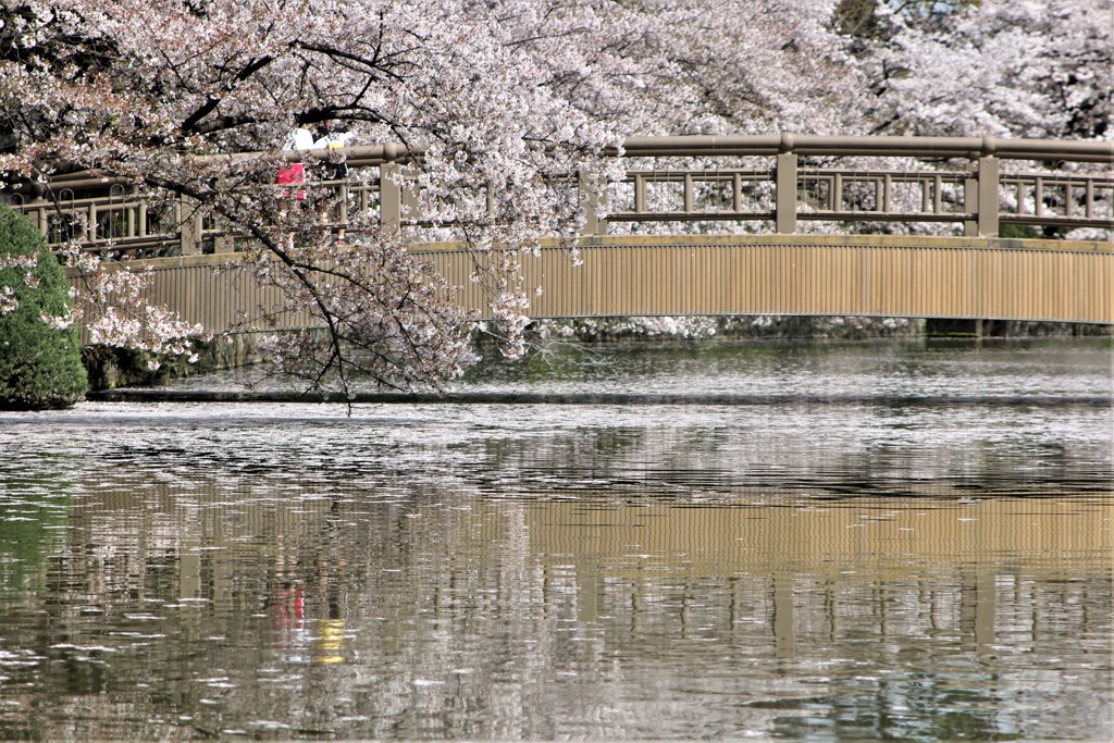 散り際の桜
