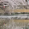 散り際の桜