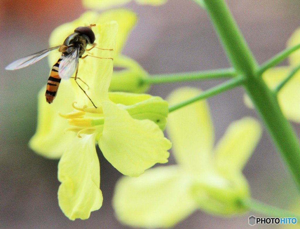 蜂　イエローフラワー