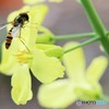 蜂　イエローフラワー