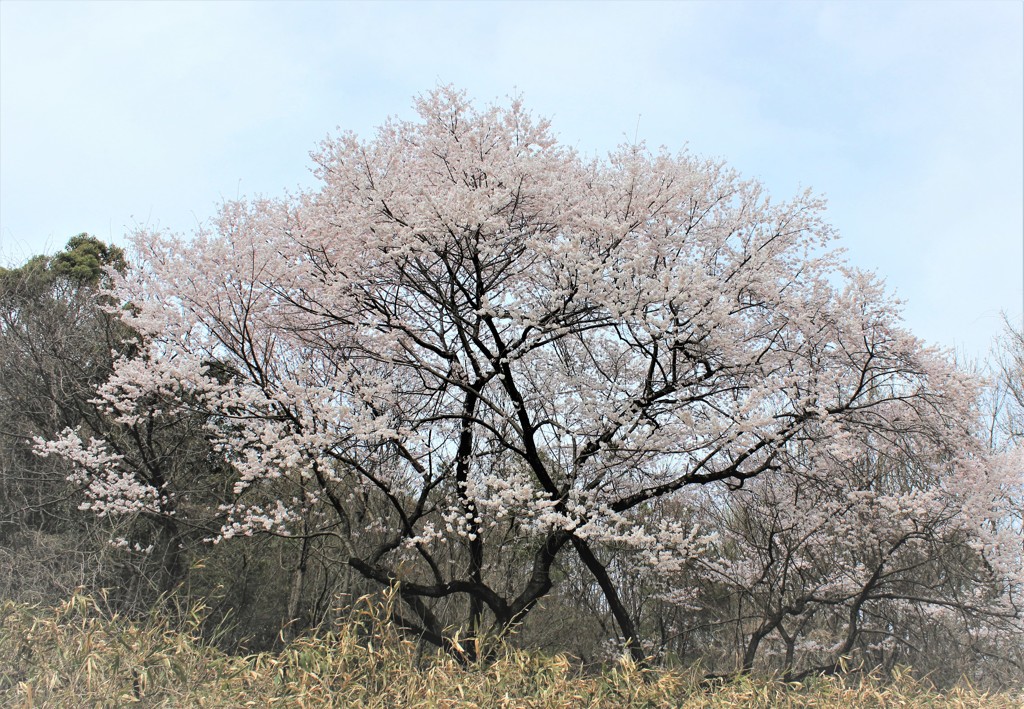 里山桜