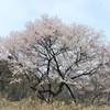 里山桜