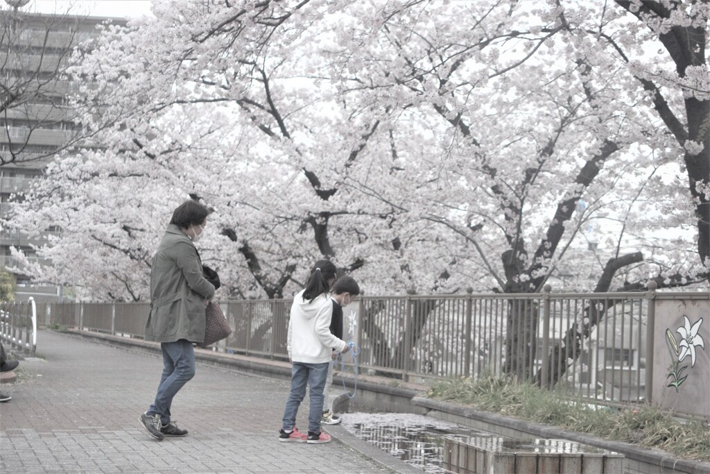 季節は桜