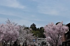 桜咲く城下町