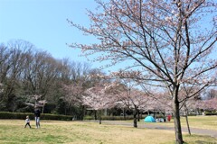 桜の季節