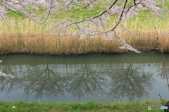 桜　御用水　１