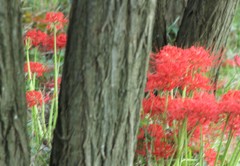彼岸花 