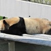 パパの日