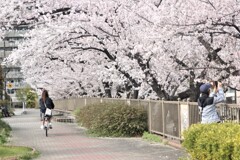桜満開の町