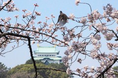 桜　名古屋城