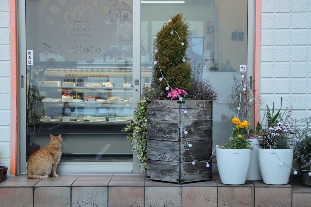 待ち猫