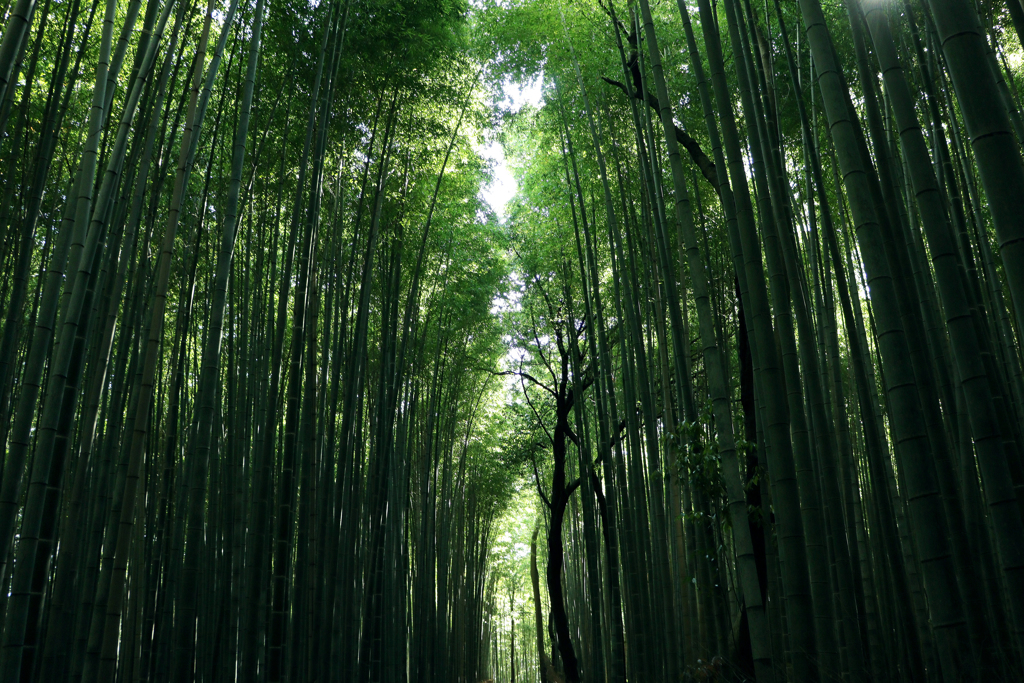 竹林