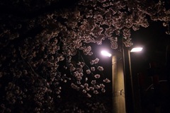 眩惑夜桜