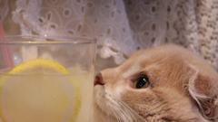 レモンスカッシュと
