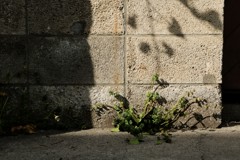 あの影のように