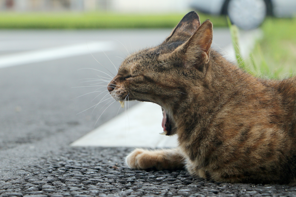 吾輩は 猫である
