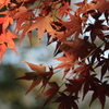 紅葉