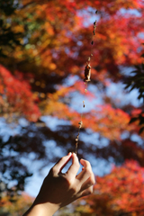 季節をつかまえる