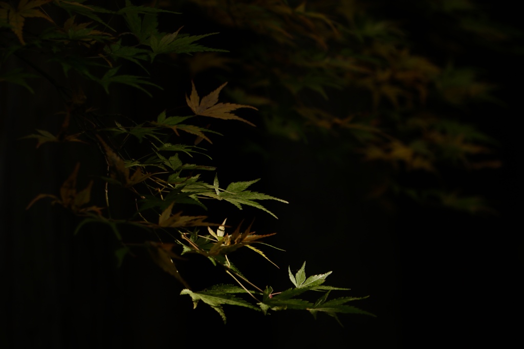 ぼんやり