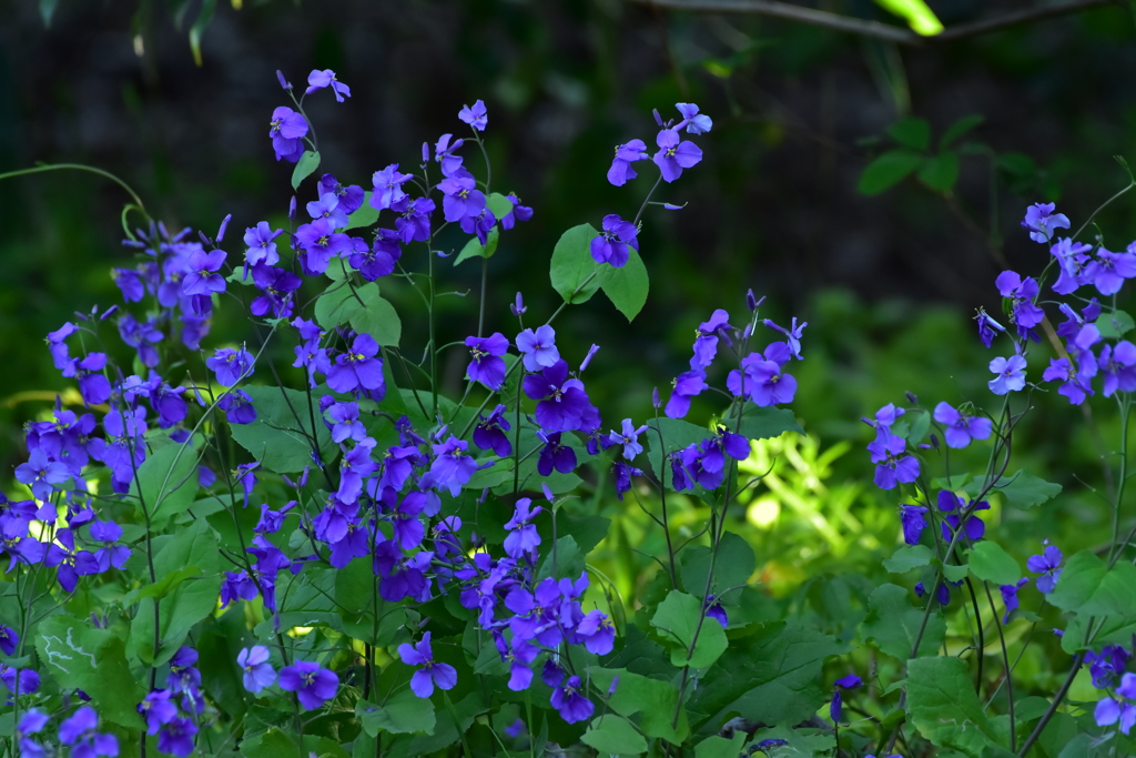 名も無き花