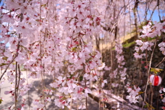 枝垂桜 サクラ