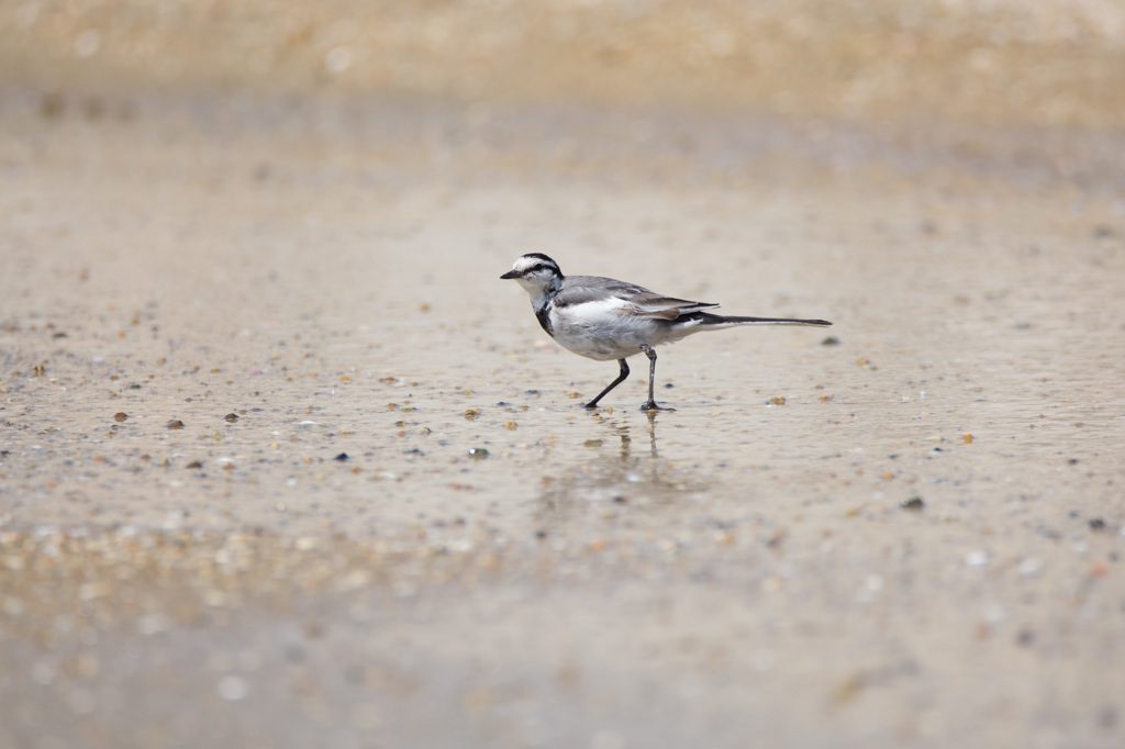 20160323-DSC_1771