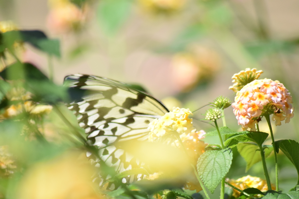 butterfly