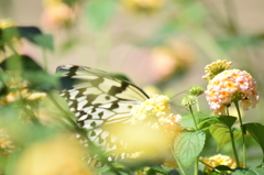 butterfly