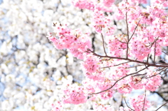 双桜