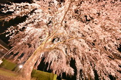 桜花火