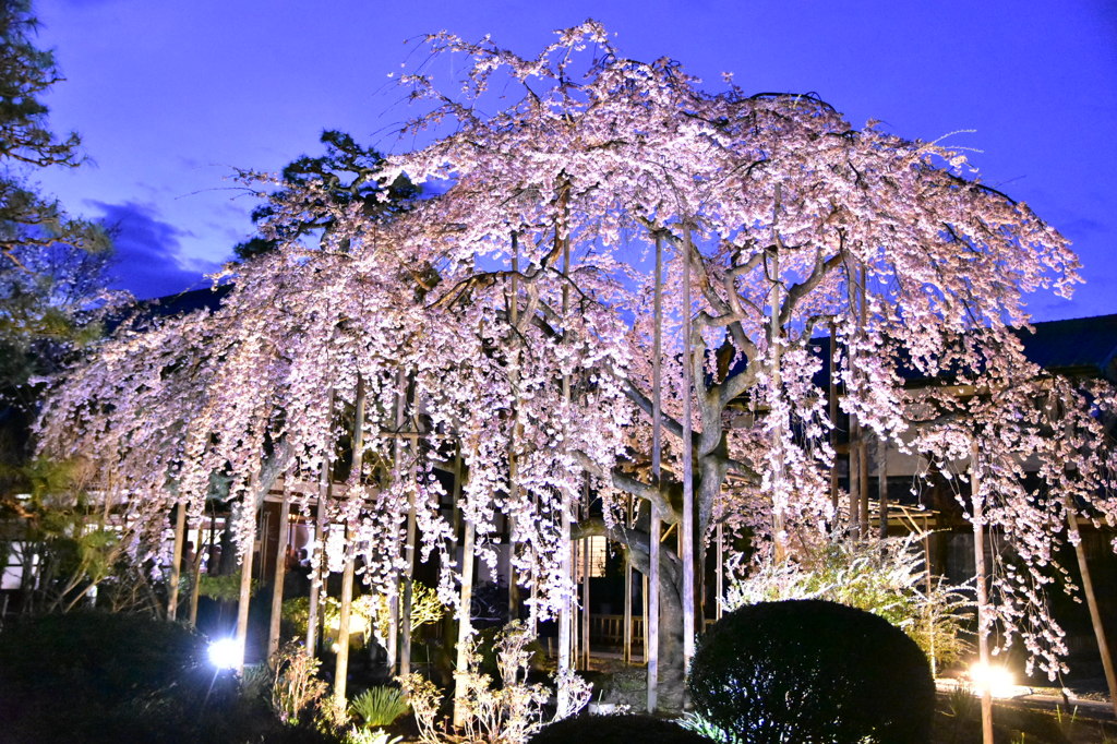 福井県越前市  大宝寺しだれ桜